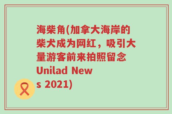 海柴角(加拿大海岸的柴犬成为网红，吸引大量游客前来拍照留念 Unilad News 2021)